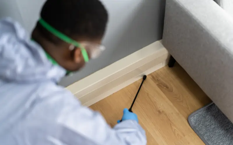 How Much Does Termite Treatment and Damage Repair Cost